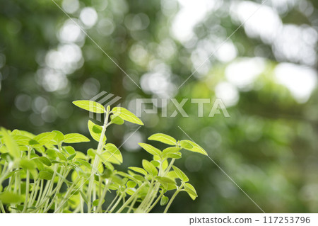 Sesamum indicum sprout growing close up 117253796