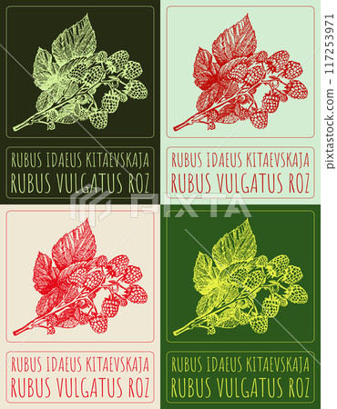 Set of vector drawing RUBUS IDAEUS KITAEVSKAJA in various colors. Hand drawn illustration. Latin name is RUBUS VULGATUS ROZ. Set of vector drawing RUBUS IDAEUS KITAEVSKAJA in various colors. Hand drawn illustration. Latin name is RUBUS VULGATUS ROZ. 117253971