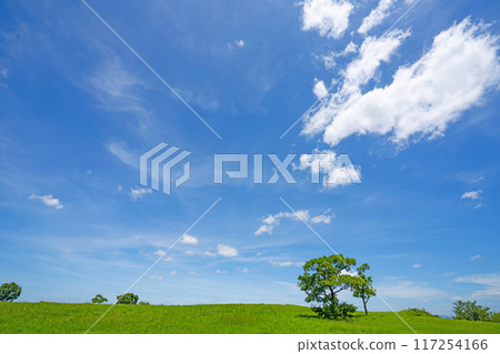 夏天藍天和草甸 夏天藍天和草甸 117254166