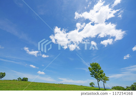 夏天藍天和草甸 夏天藍天和草甸 117254168