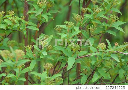 Spring buds of Kodemari Spring buds of Kodemari 117254225