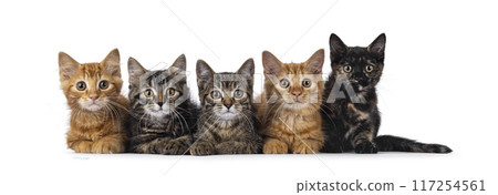 House cat kittens on white background 117254561