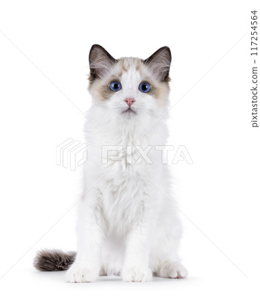 Ragdoll cat kitten on white background 117254564