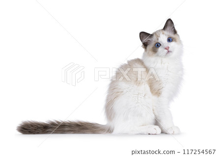 Ragdoll cat kitten on white background 117254567