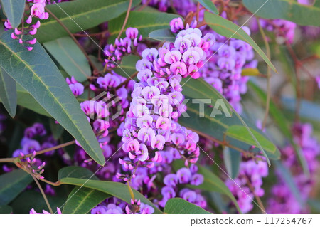 Hardenbergia(小町紫藤) Hardenbergia(小町紫藤) 117254767