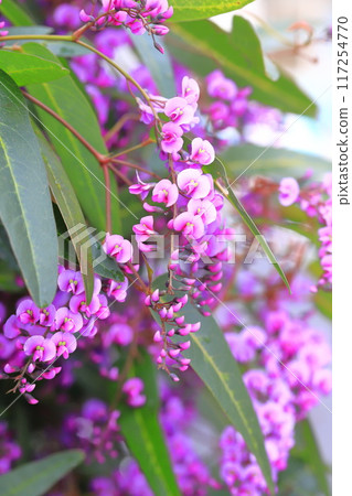 Hardenbergia(小町紫藤) Hardenbergia(小町紫藤) 117254770