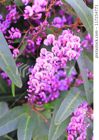 Hardenbergia（小町紫藤） 117254771