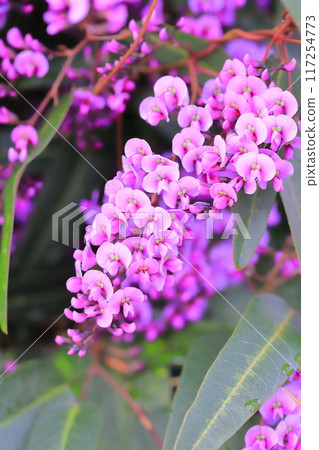 Hardenbergia(小町紫藤) Hardenbergia(小町紫藤) 117254773
