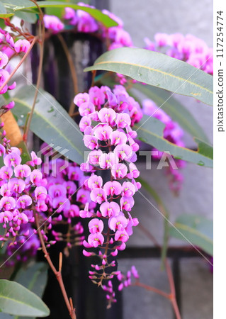 Hardenbergia(小町紫藤) Hardenbergia(小町紫藤) 117254774