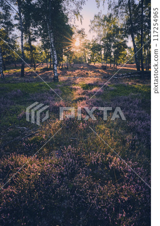 Sunrise in the Fischbeker Heide near Hamburg 117254965