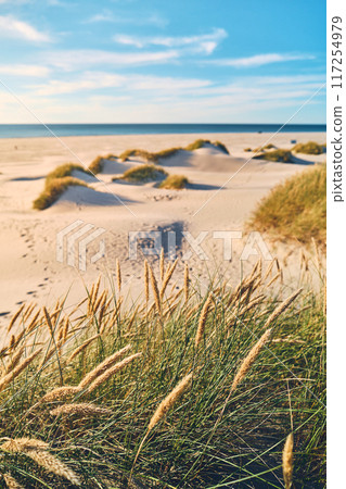 Danish coastline in Summer 117254979