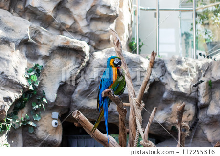 A vibrant blue and yellow parrot is perched comfortably on a tree branch A vibrant blue and yellow parrot is perched comfortably on a tree branch 117255316