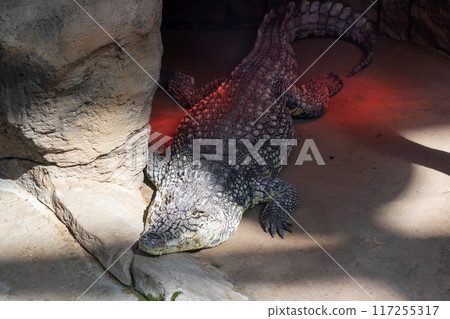 A large, impressive crocodile is resting on the ground beside a rock A large, impressive crocodile is resting on the ground beside a rock 117255317