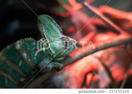 A colorful chameleon is resting on a branch with red lights shining behind it 117255319