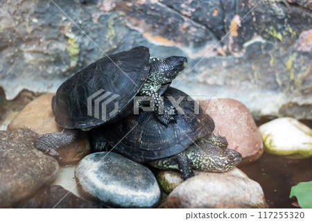 Three turtles rest on top of each other on rocks in nature 117255320