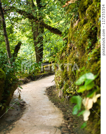 forest landscape with small river forest landscape with small river 117255354