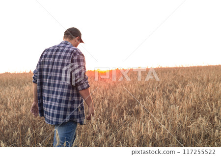 Copy space. Fremer walks through a field of wheat against the backdrop of a beautiful sunset, inspecting the harvest. A farmer evaluates the readiness of a wheat field for harvest. Agriculture. 117255522