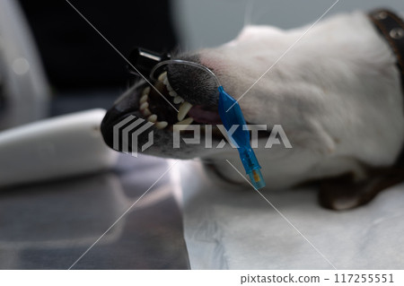 The dog sleeps under anesthesia on the operating table in surgery. Preparing a pet for surgery in a veterinary clinic. The intubated dog is ready for surgery. 117255551