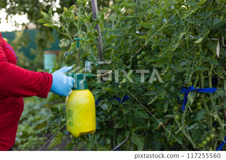 The gardener treats the tomatoes with a solution of copper sulfate to remove mold and mildew. A woman sprays her tomatoes with copper sulfate to protect them from disease. Gardening concept. The gardener treats the tomatoes with a solution of copper sulfate to remove mold and mildew. A woman sprays her tomatoes with copper sulfate to protect them from disease. Gardening concept. 117255560