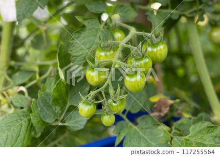 Small green cherry tomatoes hang on a branch on a bush and ripen in the sun. Growing healthy vegetables in the garden. Green tomato bush with buds and small tomatoes. 117255564