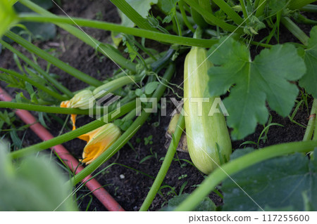 Zucchini grows on a bush in a garden bed. A green young zucchini lies on the ground. Organically grown vegetables in your own garden. Zucchini grows on a bush in a garden bed. A green young zucchini lies on the ground. Organically grown vegetables in your own garden. 117255600