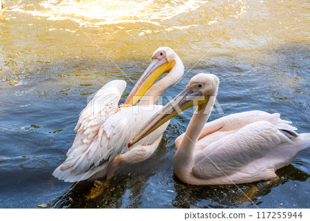 A Great White Pelican (Pelecanus onocrotalus) swimming in the waters of lake A Great White Pelican (Pelecanus onocrotalus) swimming in the waters of lake 117255944