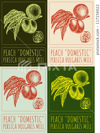Set of vector drawing PEACH DOMESTIC in various colors. Hand drawn illustration. Latin name is PERSICA VULGARIS MILL 117256022