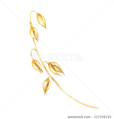 Oat stalk with several golden grain heads. Avena sativa watercolor clipart. Botanical illustration ideal for eco-friendly packaging, wellness product labels, and educational botanical content Oat stalk with several golden grain heads. Avena sativa watercolor clipart. Botanical illustration ideal for eco-friendly packaging, wellness product labels, and educational botanical content 117256135
