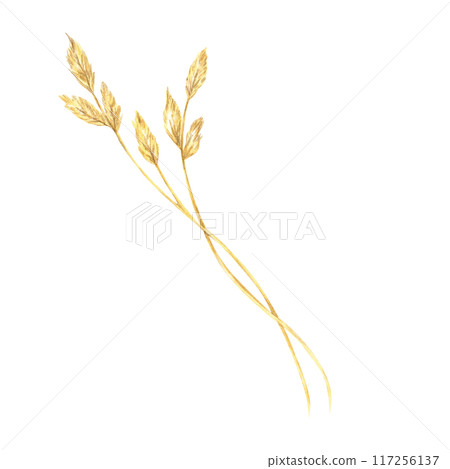 Pair of intertwined field grass stalks with delicate heads. This botanical illustration is perfect for use in organic product branding, herbal packaging, and educational botanical materials Pair of intertwined field grass stalks with delicate heads. This botanical illustration is perfect for use in organic product branding, herbal packaging, and educational botanical materials 117256137