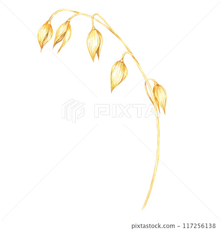 Oat stalk with several golden grains. Avena sativa watercolor clipart. Botanical illustration perfect for organic product branding, wellness product labels, and nature-inspired design projects Oat stalk with several golden grains. Avena sativa watercolor clipart. Botanical illustration perfect for organic product branding, wellness product labels, and nature-inspired design projects 117256138