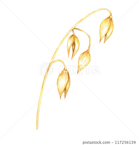 Single oat stalk with plump, golden grains. Avena sativa watercolor clipart. Botanical illustration perfect for use in organic food labels, herbal product packaging, and nature-themed content Single oat stalk with plump, golden grains. Avena sativa watercolor clipart. Botanical illustration perfect for use in organic food labels, herbal product packaging, and nature-themed content 117256139