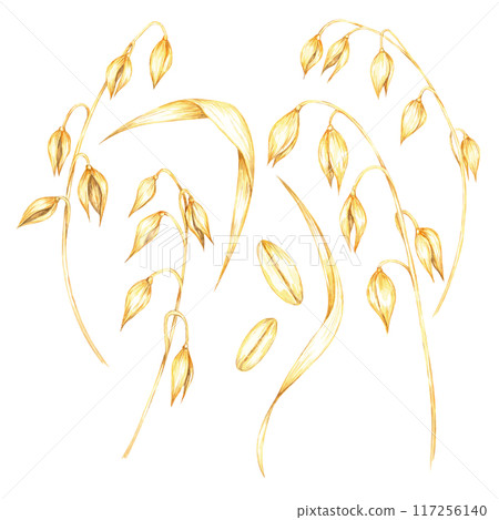 Arrangement of soft golden oat stems with clusters of grains. Avena sativa watercolor clipart. Botanical illustration perfect for eco-friendly packaging, wellness products, and educational materials Arrangement of soft golden oat stems with clusters of grains. Avena sativa watercolor clipart. Botanical illustration perfect for eco-friendly packaging, wellness products, and educational materials 117256140