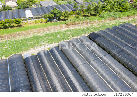 aerial view of greenhouse at Puli township aerial view of greenhouse at Puli township 117256364