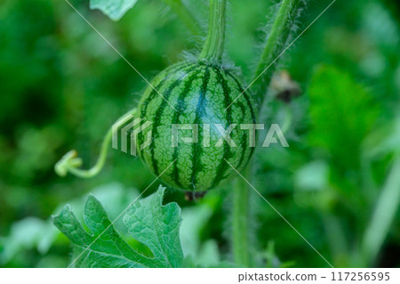 Small watermelons growing in a planter in the garden 117256595