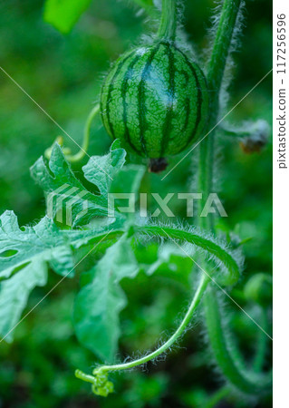 Small watermelons growing in a planter in the garden 117256596