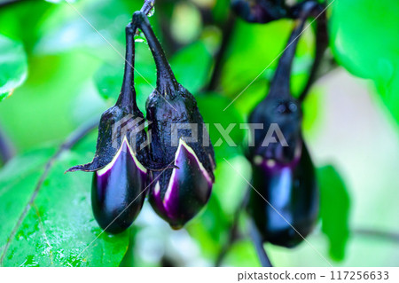 Eggplant growing in a garden planter 117256633