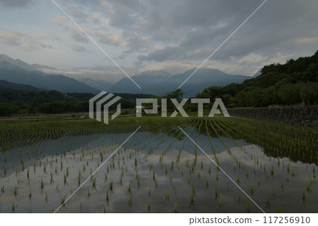 北斗市竹川町翠社之裡公園的稻田中映照出南阿爾卑斯山的曙光 北斗市竹川町翠社之裡公園的稻田中映照出南阿爾卑斯山的曙光 117256910