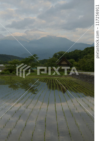北斗市竹川町翠社之裡公園的稻田中映照出南阿爾卑斯山的曙光 北斗市竹川町翠社之裡公園的稻田中映照出南阿爾卑斯山的曙光 117256911