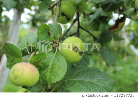 Small green apples on a branch. Growing apples without fertilizers. Organic farming 117257723