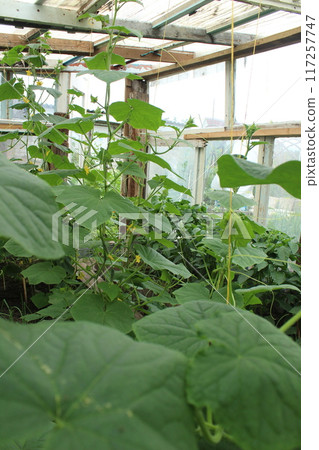 Cucumbers in a greenhouse. Growing cucumber vegetables. Ecology and farming 117257747