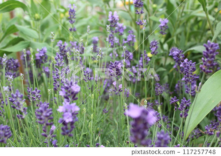 Lavender Flowers in bloom. Summer flowering flowers. Fragrant medicinal herbs 117257748