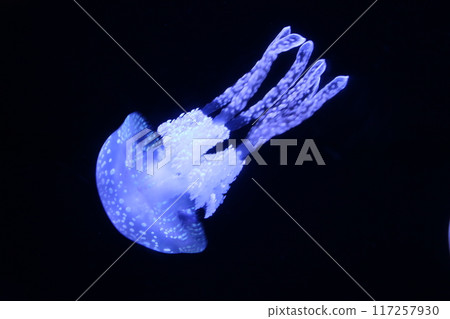 Jellyfish Jellyfish 117257930