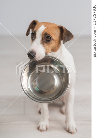Portrait of a Jack Russell Terrier dog holding an empty bowl. Vertical photo.  117257936