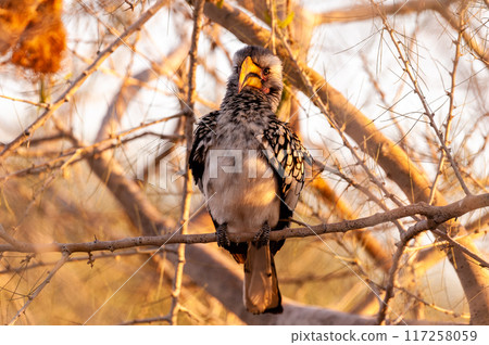 Southern Yellow billed horn bill 117258059