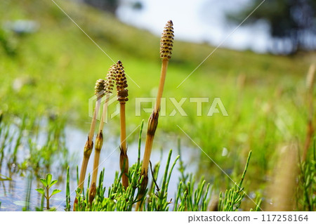 筑紫 筑紫 117258164