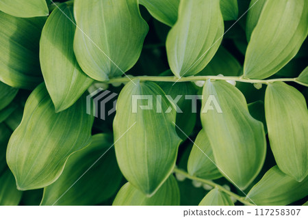 Green leaves texture or background. Polygonatum or solomons seal close up. Natural green leaves background. 117258307
