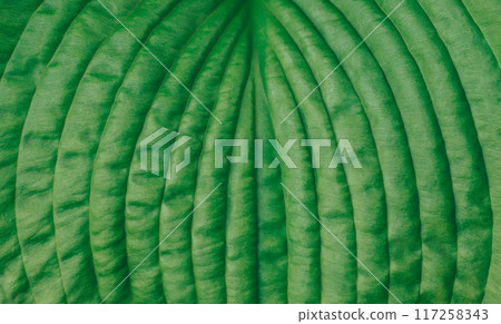Green leaf hosta closeup, detailed texture. Natural vibrant green leaf background. Natural pattern. 117258343