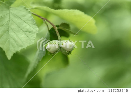 Hazelnut on a branch closeup. Green nuts on a hazel tree in the forest. Beautiful natural background. Hazelnut on a branch closeup. Green nuts on a hazel tree in the forest. Beautiful natural background. 117258346