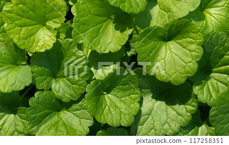 Closeup of bright green leaves. Natural leaves background with detailed texture. Ground ivy, wild snakeroot, glechoma hederacea. 117258351