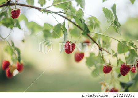 Beautiful juicy red raspberries on a branch on green background. Forest raspberry summer background. 117258352